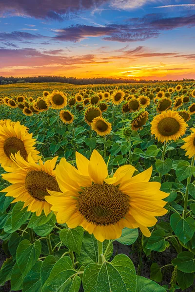 Bir tarlanın sarı yapraklı ve bir sürü mahsulü olan ayçiçekleri. Renkli gökyüzü ile yaz akşamı manzarası. Açılmış ayçiçekleri yeşil yapraklar ve saplar sıra sıra dizilir