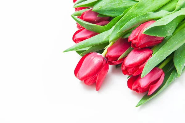 Bouquet Red Tulips Flowers White Background — стоковое фото