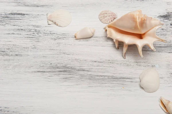 Абстрактный Морской Фон Морскими Звездами Моллюсками Моллюсками — стоковое фото