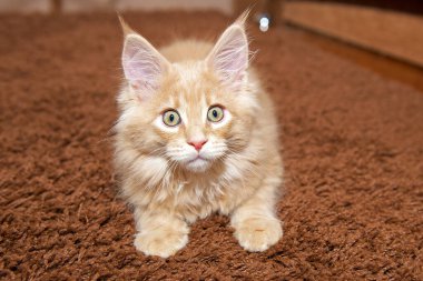 Küçük tüylü kırmızı Maine Rakunu kahverengi halıda oturuyor.