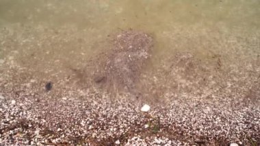 Dirty sea with garbage and algae hits the shore in waves. High quality 4k footage
