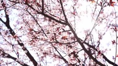 Sun shines through blossoming cherry branches. High quality 4k footage