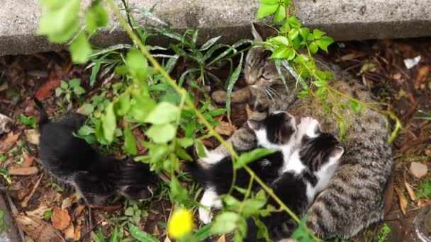 Tabby Cat Feeds Her Kittens Lying Ground Bush High Quality — Wideo stockowe