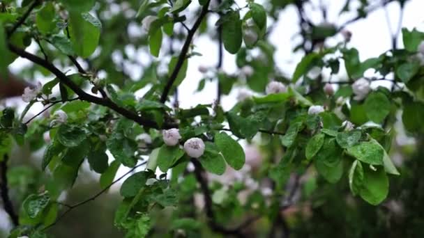 Blooming Quince Tree Grows Garden High Quality Footage — Stockvideo
