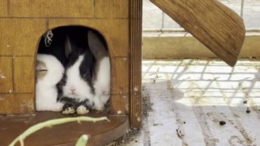 Rabbits sit in a wooden box in an aviary. High quality 4k footage