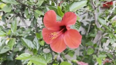 Red hibiscus flower swaying in the wind. High quality 4k footage