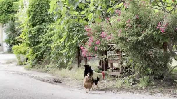 Hen Rooster Graze Wooden Fence Park High Quality Footage — Stok video