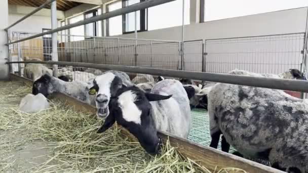 Moutons Cisaillés Avec Des Étiquettes Oreille Mangeant Foin Dans Enclos — Video