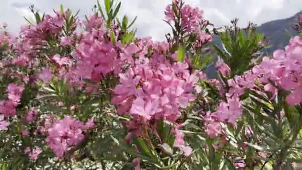 Różowe Oleander Kwiaty Kołysać Zielonych Gałęziach Tle Gór Wysokiej Jakości — Wideo stockowe