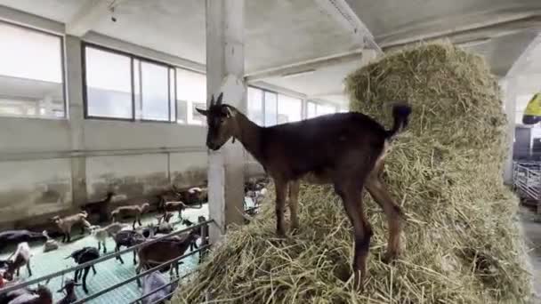 山羊从农场的草堆跳到山羊篱笆上 高质量的4K镜头 — 图库视频影像