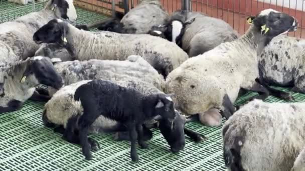 Shaggy Sheep Resting Fenced Paddock Farm High Quality Footage — Vídeos de Stock
