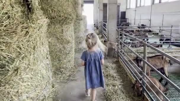 Little Girl Walks Fenced Enclosure Goats Farm High Quality Footage — Stockvideo