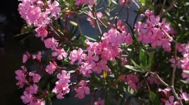 Pink oleander flowers on a green bush above the water. High quality FullHD footage