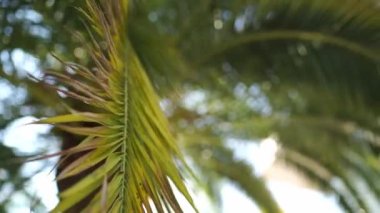 Green palm leaves sway in the wind under the sunrays. High quality FullHD footage
