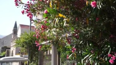 Bush of pink oleander grows near a column in the garden near the house. High quality FullHD footage