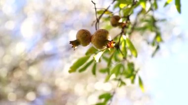 Green pomegranate fruits sway on branches in the wind. High quality FullHD footage