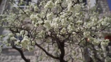 Blooming white fruit tree in front of an old stone mansion with shutters. High quality FullHD footage