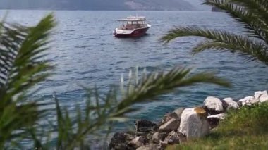 View of a moored boat near the shore through palm branches. High quality FullHD footage