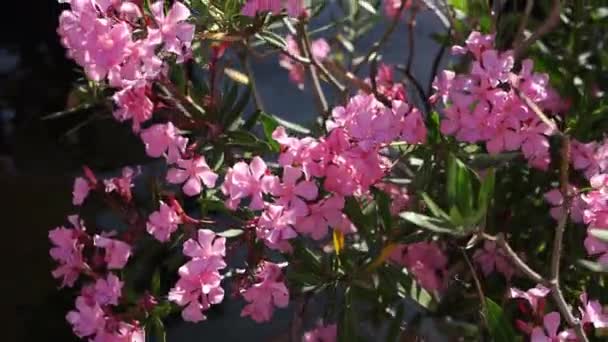 Flores Oleandro Rosa Arbusto Verde Acima Água Imagens Fullhd Alta — Vídeo de Stock