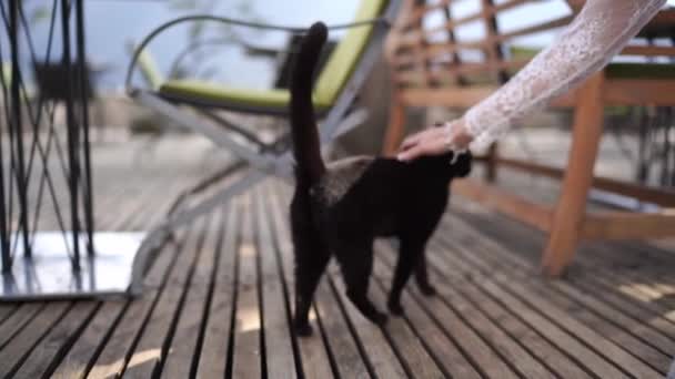 าสาวเล ยงแมวด าใกล ใกล ภาพ Fullhd ณภาพส — วีดีโอสต็อก