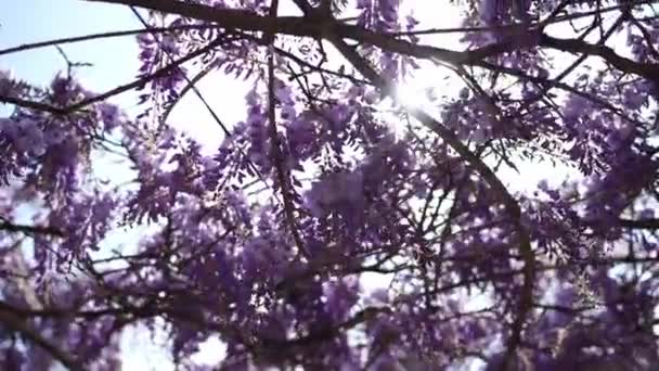 Sol Brilla Través Las Ramas Púrpuras Glicina Imágenes Fullhd Alta — Vídeo de stock