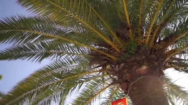 Frunzele Verzi Palmier Cerul Albastru Imagini Fullhd Înaltă Calitate — Videoclip de stoc