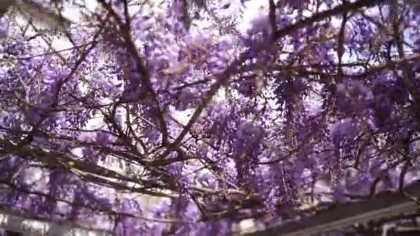Purple Wisteria Flowers Climbing Pergola Beams Garden High Quality Fullhd — Stockvideo