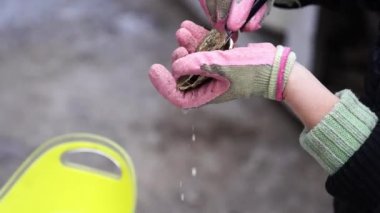 Eldivenli aşçı, bir istiridyeyi bıçakla kabuğundan çıkarır. Yüksek kalite 4k görüntü