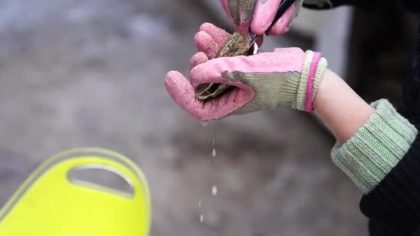 Masak Dalam Sarung Tangan Mengeluarkan Tiram Dari Cangkang Dengan Pisau — Stok Video