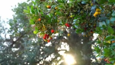 Cherries ripen on a tree in the garden in the sun. High quality 4k footage