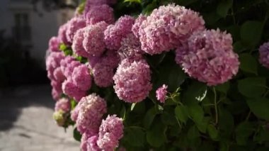 Lush pink hydrangeas grow in the front garden next to the Church of St. Nicholas in Perast. Montenegro. High quality FullHD footage