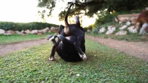 Puppies Play Each Other Grass Waving Tails High Quality Footage — Stockvideo