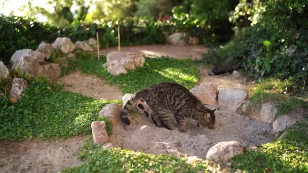 Кіт Таббі Грабує Землю Лапою Парку Високоякісні Кадри — стокове відео