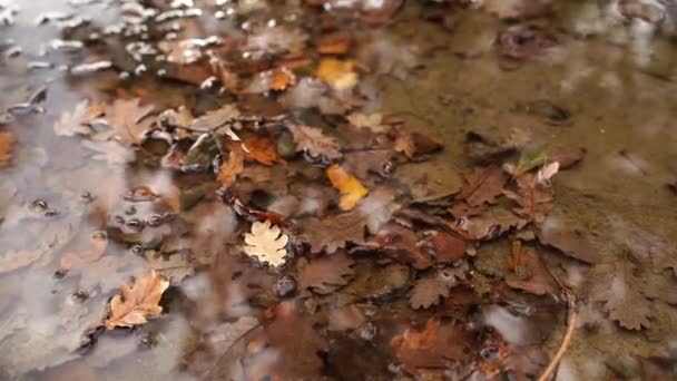 Fallen Leaves Puddle Tremble Wind High Quality Footage — Vídeo de Stock