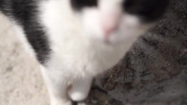Black and white cat walks on the stones. Close-up. High quality FullHD footage
