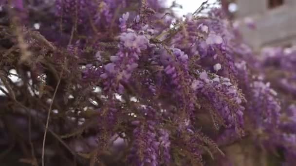 Lilac Wisteria Blossoms Hang Ceilings Garden Close High Quality Fullhd — Vídeos de Stock