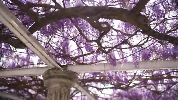 Purple Wisteria Hangs Branches Wrapping Pergola Beams High Quality Fullhd — Wideo stockowe
