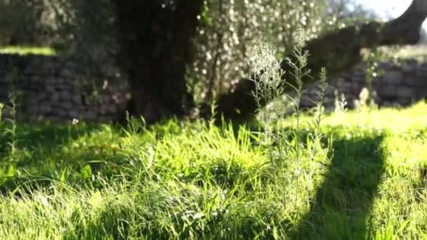 Пышная Зеленая Трава Ярким Солнечным Светом Парке Высококачественные Fullhd Кадры — стоковое видео