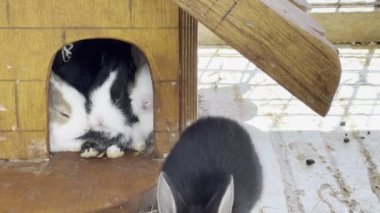 Black rabbit jumps near a wooden booth with sleeping rabbits. High quality 4k footage