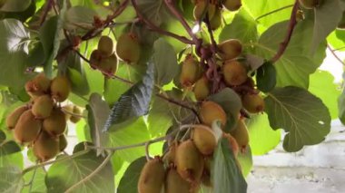 Yaprakların arasındaki dallarda bir sürü yeşil kivi asılı. Yüksek kalite 4k görüntü