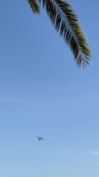 Blick Durch Ein Palmblatt Auf Ein Flugzeug Das Den Blauen — Stockvideo