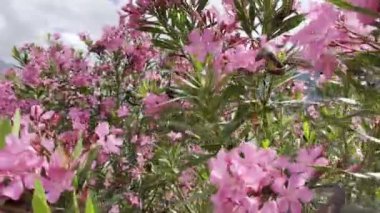 Pink oleander blossom on green branches against the backdrop of mountains. High quality 4k footage