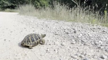 Turtle crawls on pebbles towards green grass. High quality 4k footage