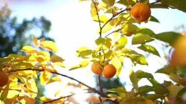 Branches with ripe persimmon against the background of the bright sun. High quality 4k footage