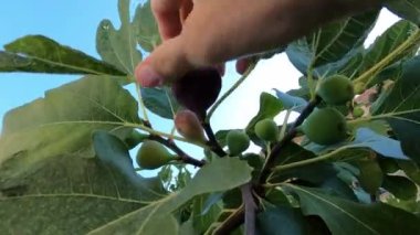 Man plucks a ripe fig from a green branch. High quality 4k footage