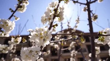 Blooming white cherry tree under bright sunlight grows near the house. High quality 4k footage