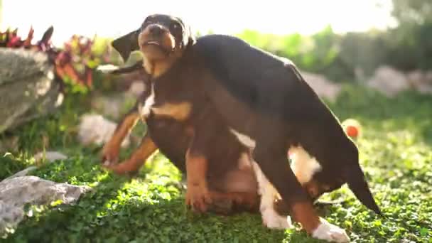 Kleine Puppy Spelen Met Elkaar Het Groene Gazon Hoge Kwaliteit — Stockvideo