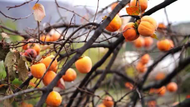Ripe Persimmon Hangs Branches Tree Yellowed Foliage High Quality Footage — Wideo stockowe
