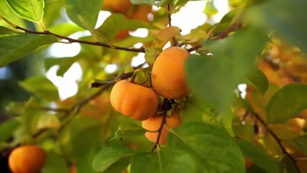 Large Orange Persimmon Green Tree Branches High Quality Footage — ストック動画