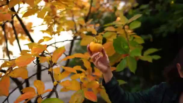 Landwirt Sammelt Orangefarbene Kaki Von Den Zweigen Und Legt Sie — Stockvideo
